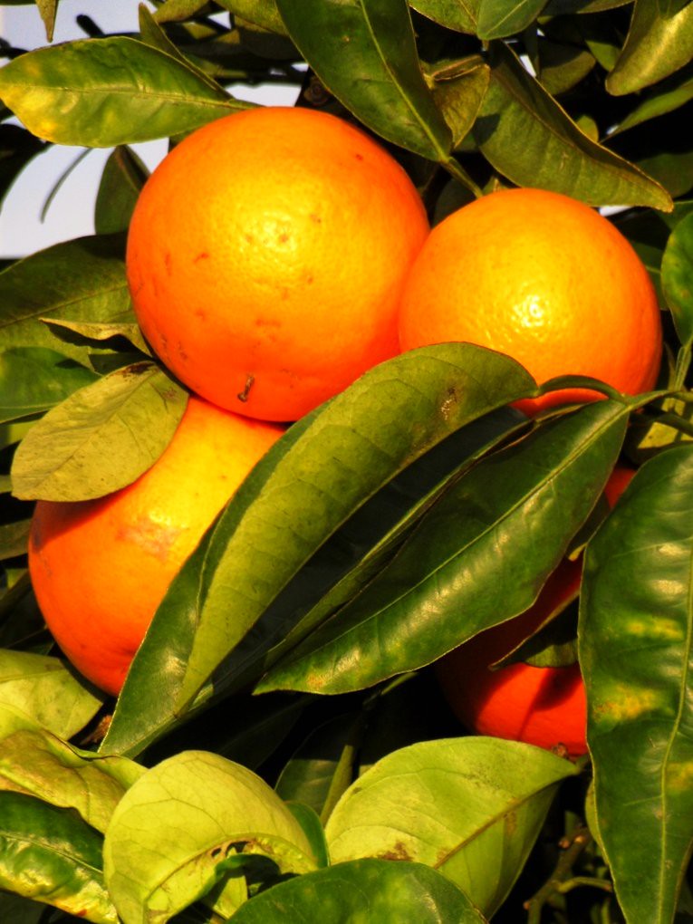 Citrusi bogati vitaminom C koji poboljšava apsorpciju željeza